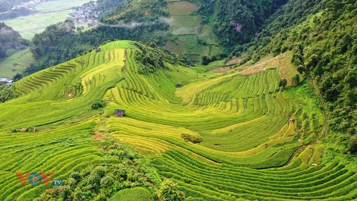 Xao xuyến 'mùa vàng' Mù Cang Chải - ảnh 1