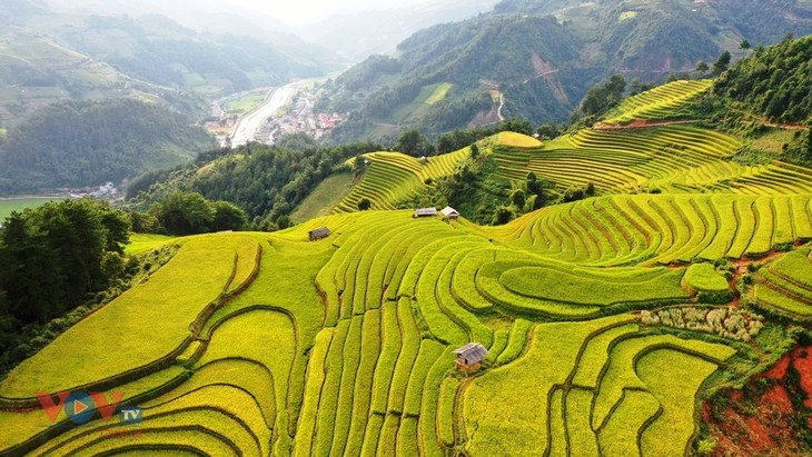 Xao xuyến 'mùa vàng' Mù Cang Chải - ảnh 5