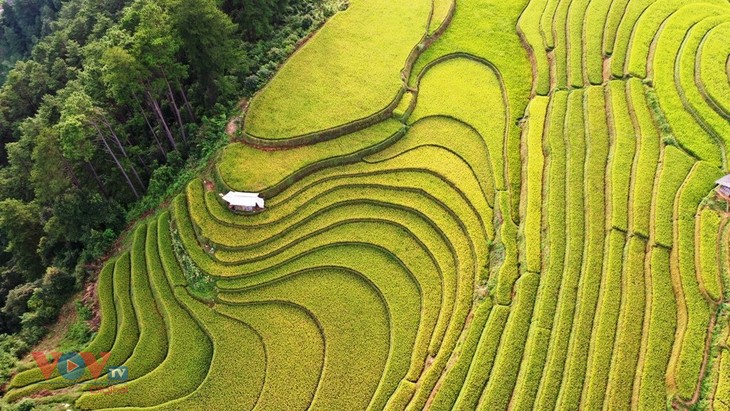 Xao xuyến 'mùa vàng' Mù Cang Chải - ảnh 6