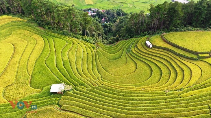 Xao xuyến 'mùa vàng' Mù Cang Chải - ảnh 7