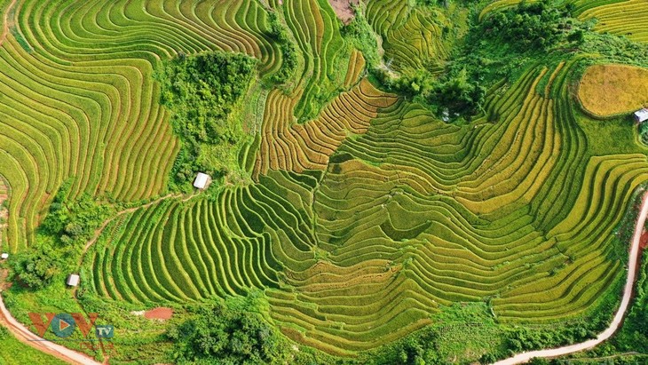 Xao xuyến 'mùa vàng' Mù Cang Chải - ảnh 9