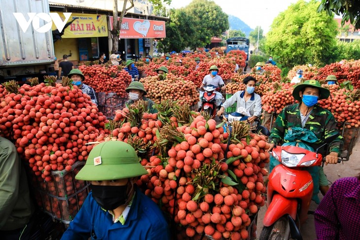 Nhộn nhịp mùa vải thiều - ảnh 1