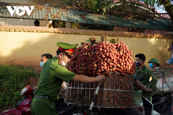 Nhộn nhịp mùa vải thiều - ảnh 3