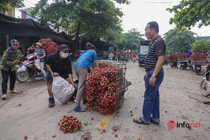 Nhộn nhịp mùa vải thiều - ảnh 11