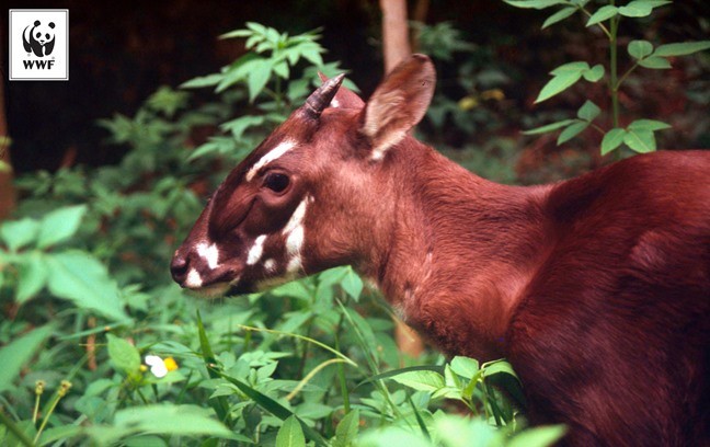 Le premier centre de reproduction des Saola bientôt créé au Vietnam - ảnh 1