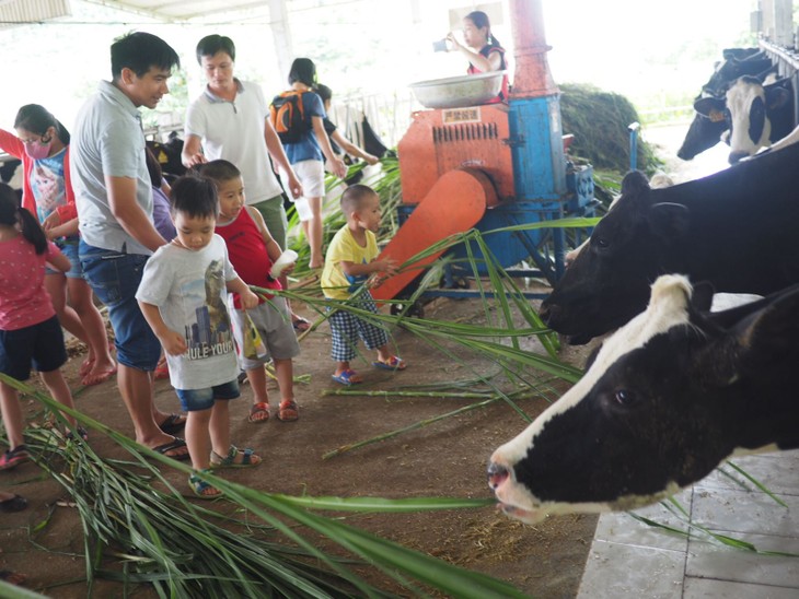 Un peu d’agrotourisme à Môc Châu - ảnh 4