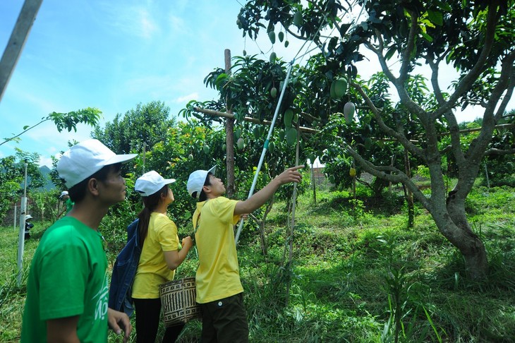 Un peu d’agrotourisme à Môc Châu - ảnh 1