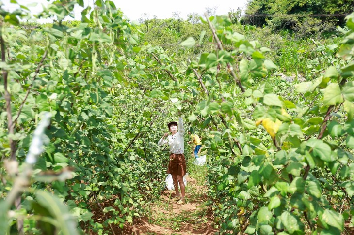 Un peu d’agrotourisme à Môc Châu - ảnh 2