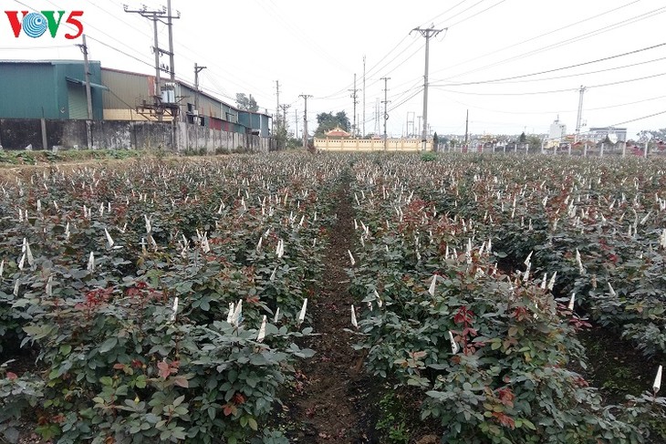 Hoài Duc: quand nouvelle ruralité et urbanisation vont de pair - ảnh 2