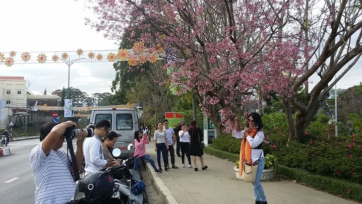 Ouverture de la 1ère fête des fleurs de cerisier de Dà Lat - ảnh 1