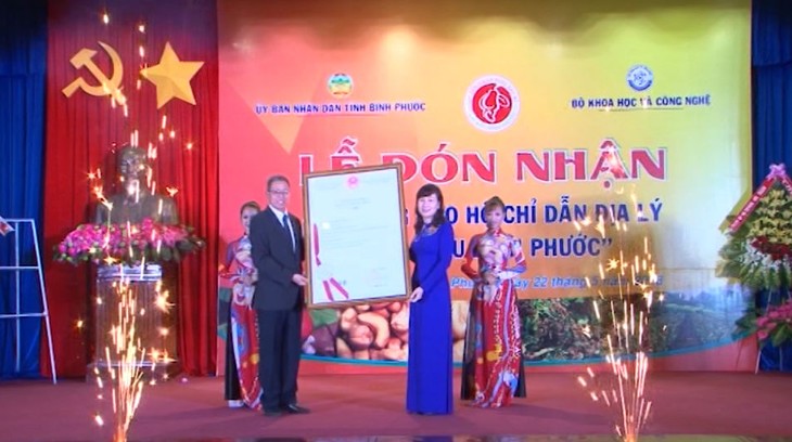 L’indication géographique pour les noix de cajou de Binh Phuoc  - ảnh 1