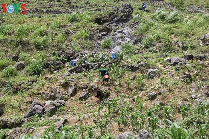 Le plateau karstique de Dông Van à Hà Giang - ảnh 3