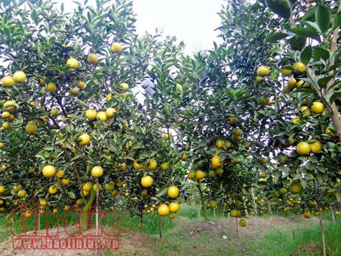 Hung Yên, une orangeraie à ciel ouvert - ảnh 1