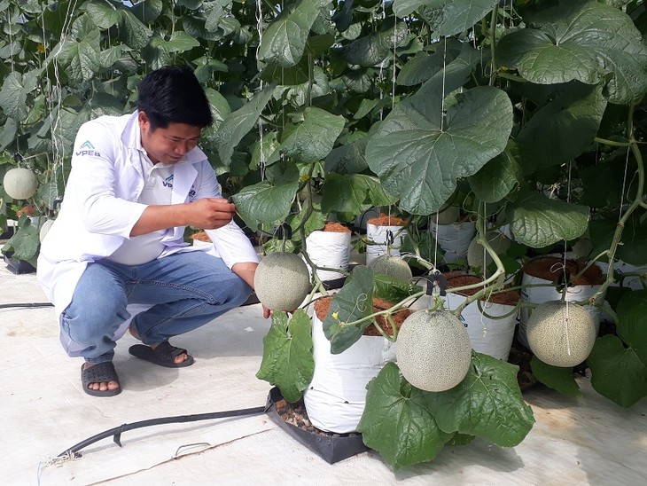 Les produits agricoles de Binh Thuân à la conquête du marché international - ảnh 1