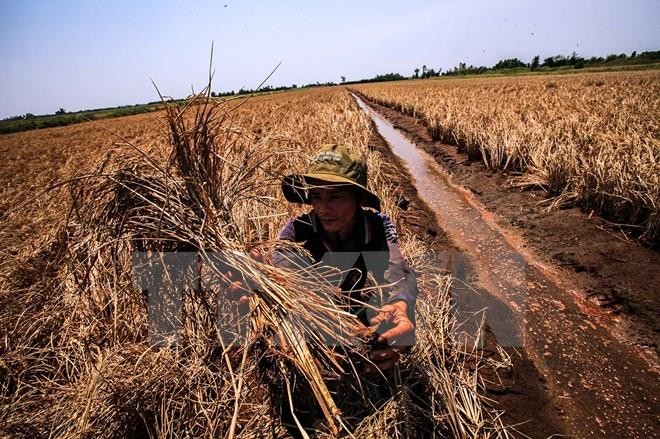 Renforcement de la coopération internationale face au dérèglement climatique dans le delta du Mékong - ảnh 1