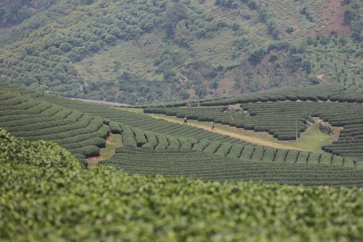 Forte relance post-Covid-19 du tourisme de Son La - ảnh 2