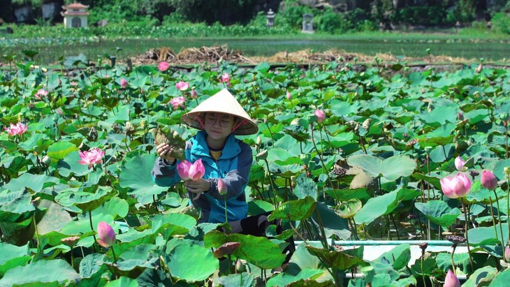 Du khách thích thú với trà, ẩm thực từ sen tươi giữa mùa Đông ở Ninh Bình - ảnh 1