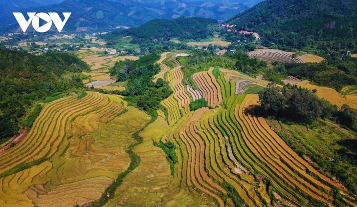 Mùa vàng rực rỡ trên rẻo cao Bình Liêu - ảnh 1