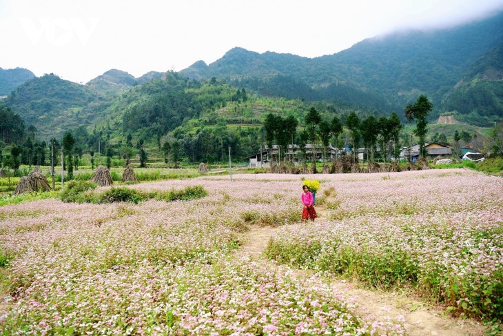 Mê đắm sắc hoa tam giác mạch nở rộ ở Hà Giang - ảnh 8