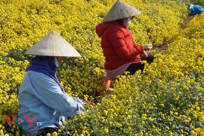 Làng Nghĩa Trai vàng óng vào mùa thu hoạch hoa cúc chi - ảnh 10