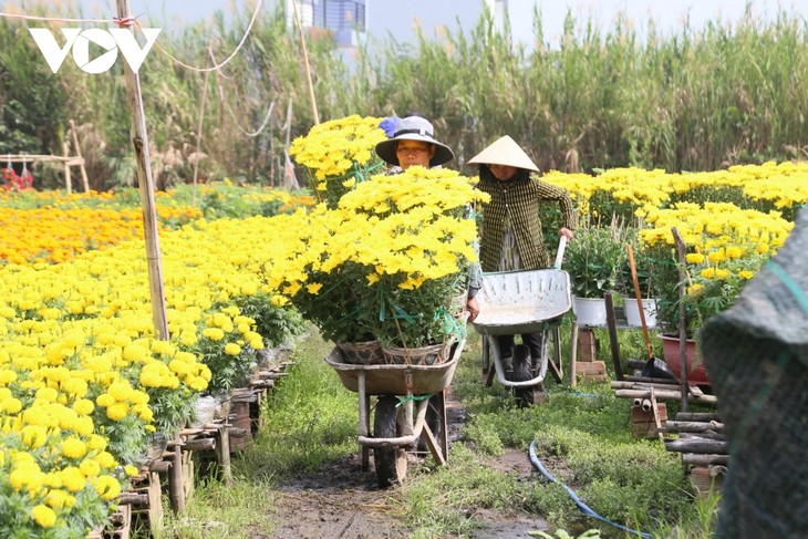 Làng hoa Phó Thọ - Bà Bộ những ngày giáp Tết - ảnh 12