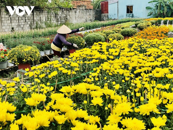 Làng hoa Phó Thọ - Bà Bộ những ngày giáp Tết - ảnh 9