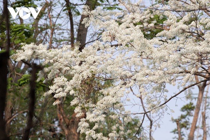 Sắc màu mộng giữa xuân Hà Nội phố - ảnh 3