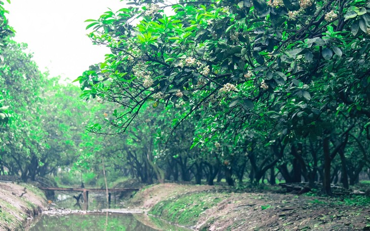 Hoa bưởi bung nở trắng trời ở làng trồng bưởi nổi tiếng Hà Nội - ảnh 2