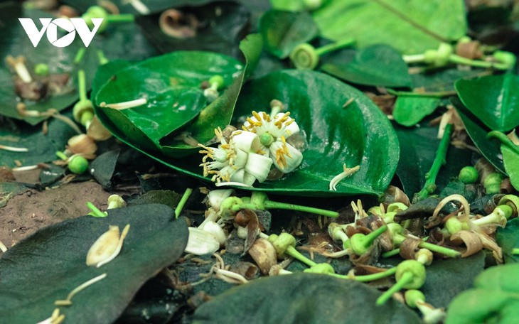 Hoa bưởi bung nở trắng trời ở làng trồng bưởi nổi tiếng Hà Nội - ảnh 6