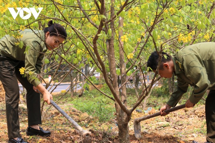 Mùa xuân lên núi thiêng, ngắm mai vàng Yên Tử - ảnh 6