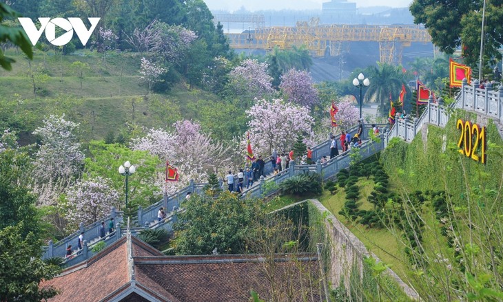 Hoa ban và điệp anh đào tuyệt đẹp tại đền Cửa Ông - ảnh 3