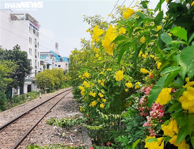 Hoa huỳnh liên vàng rực dưới nắng Sài Gòn - ảnh 2