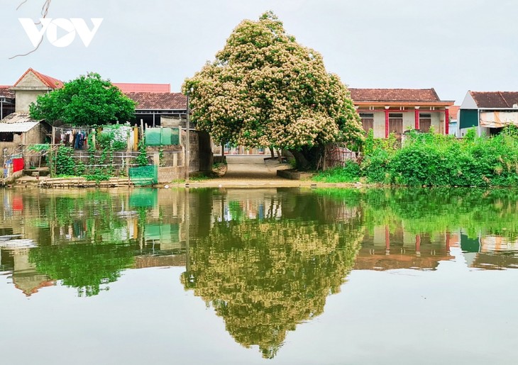 Mùa hoa Bún nở rộ mộc mạc bên dòng Kiến Giang - ảnh 11