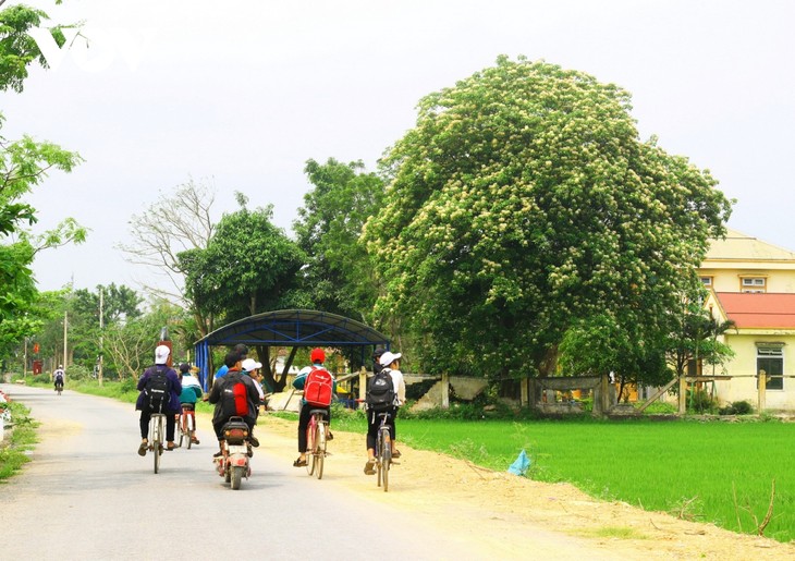 Mùa hoa Bún nở rộ mộc mạc bên dòng Kiến Giang - ảnh 6