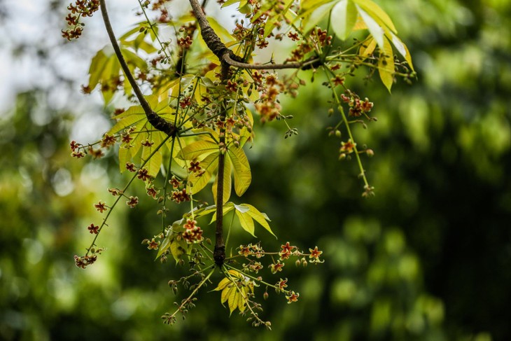 Hồ Gươm lung linh trong sắc loài hoa lạ - ảnh 30