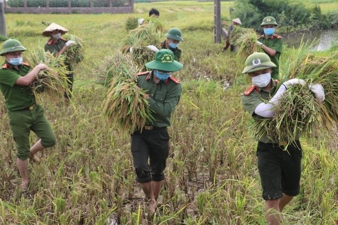 Dân phải cách ly vì dịch COVID-19, công an gặt lúa giúp - ảnh 1