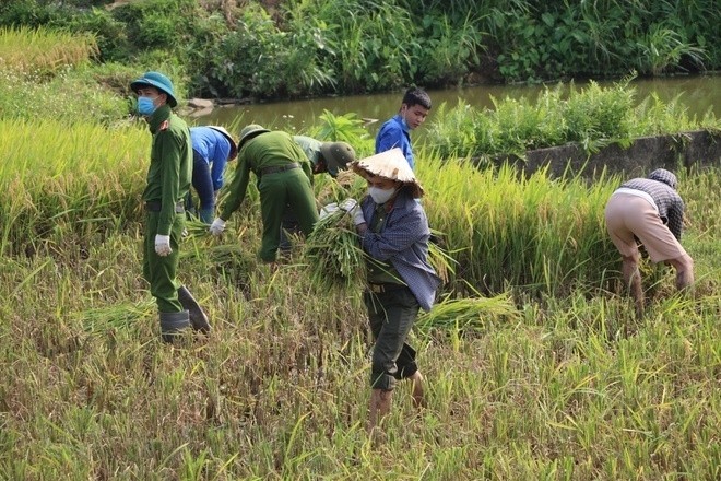 Dân phải cách ly vì dịch COVID-19, công an gặt lúa giúp - ảnh 2