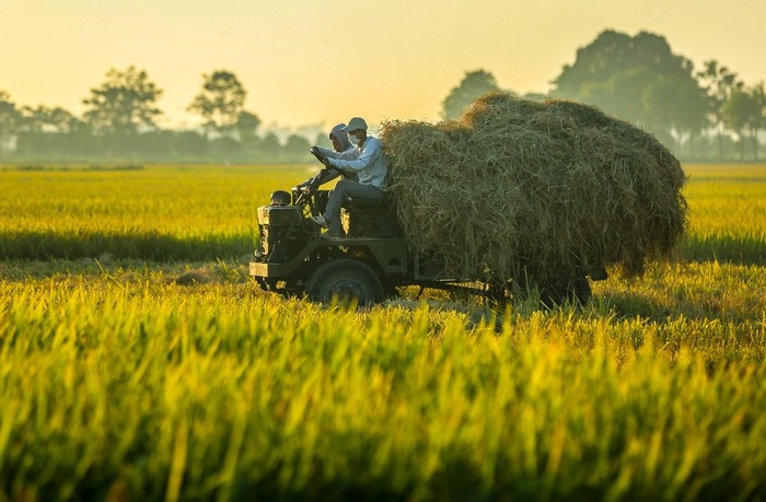 Đẹp ngây ngất mùa lúa chín ở ngoại ô Hà Nội - ảnh 3