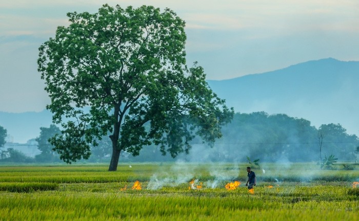 Đẹp ngây ngất mùa lúa chín ở ngoại ô Hà Nội - ảnh 4