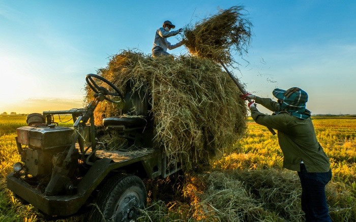 Đẹp ngây ngất mùa lúa chín ở ngoại ô Hà Nội - ảnh 1