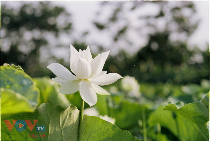 Tinh khôi mùa bạch liên hoa - ảnh 3