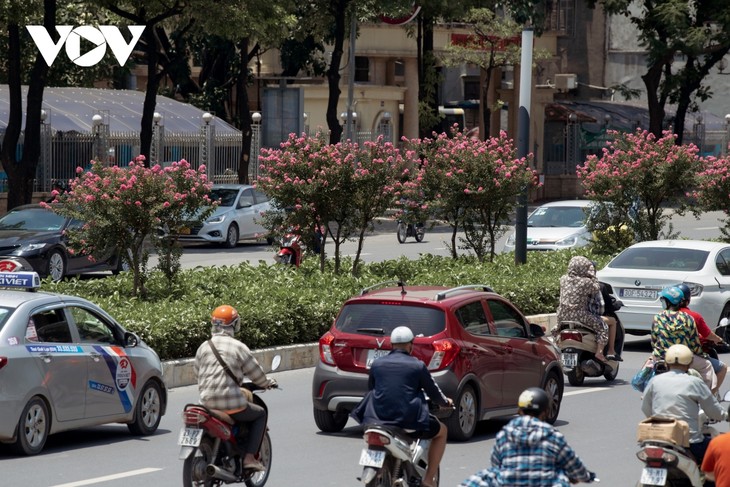 Ngắm hoa tường vi khoe sắc trên con đường từng được mệnh danh “đẹp nhất Việt Nam“ - ảnh 10