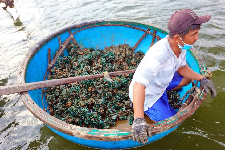 Ngư dân Quảng Nam lặn bắt vẹm xanh tặng khu cách ly - ảnh 12