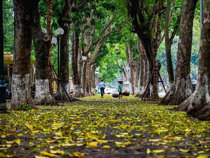 Hà Nội dịu ngọt sắc thu hương phố - ảnh 2