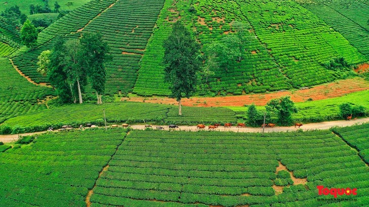 Vẻ đẹp đồi chè Long Cốc, Phú Thọ - ảnh 8