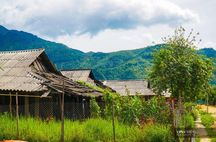 Vẻ đẹp thơ mộng bản Cu Vai, Yên Bái - ảnh 6