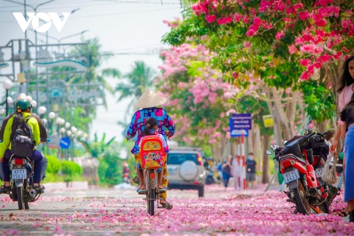 Rộ đường hoa kèn hồng đẹp tựa Hàn Quốc ở miền Tây - ảnh 7