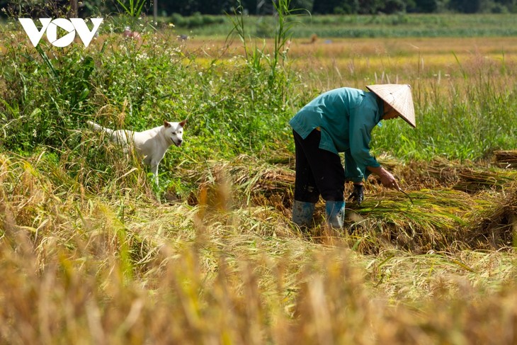 Non nước hữu tình nơi dòng Quây Sơn - ảnh 11