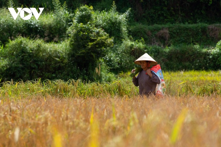 Non nước hữu tình nơi dòng Quây Sơn - ảnh 8