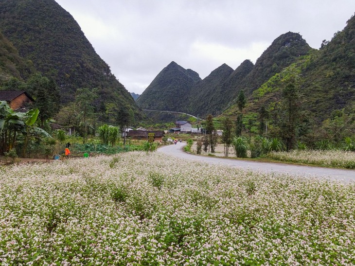 Vẻ đẹp Cao nguyên đá Đồng Văn, Hà Giang - ảnh 7